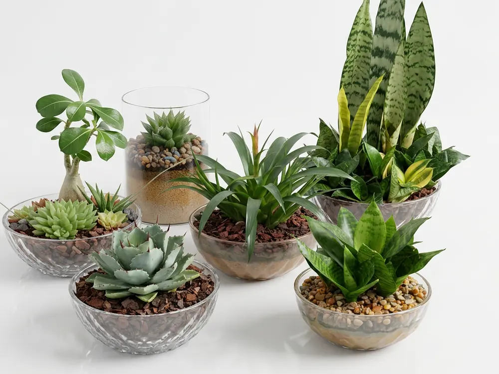 Succulents and indoor plants arranged in glass bowls